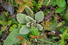 Verbascum