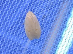 Durrantia piperatella