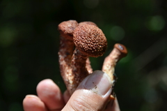 Suillus spraguei