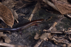 Ateuchosaurus chinensis