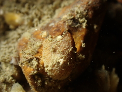 Emarginula rosea