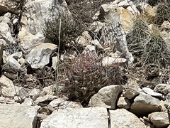 Hamatocactus hamatacanthus