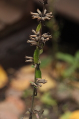 Dracocephalum thymiflorum