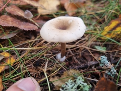 Ampulloclitocybe clavipes