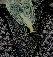 Apertochrysa edwardsi