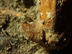Emarginula rosea