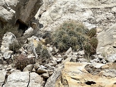 Hamatocactus hamatacanthus
