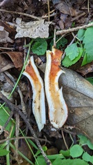 Turbinellus floccosus