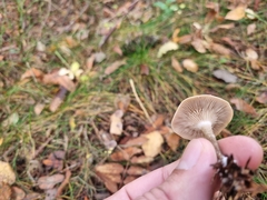 Ampulloclitocybe clavipes