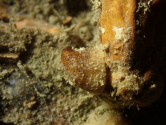 Emarginula rosea