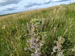 Echium vulgare