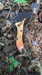 Turbinellus floccosus