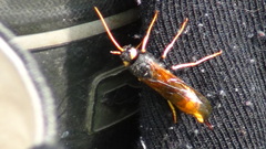 Urocerus gigas