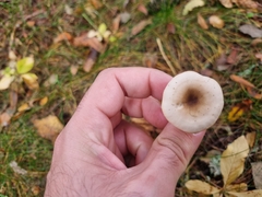 Ampulloclitocybe clavipes