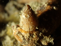 Emarginula rosea