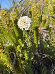 Agathosma bifida