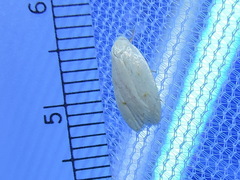 Durrantia piperatella