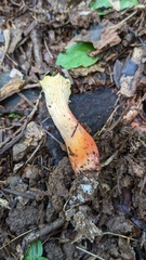 Turbinellus floccosus