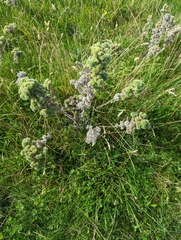 Echium vulgare