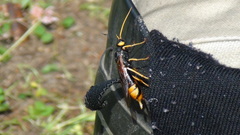 Urocerus gigas