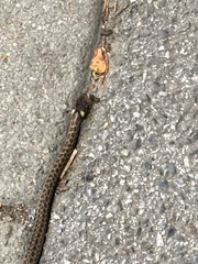 Zamenis longissimus