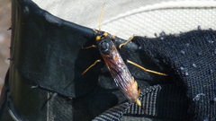 Urocerus gigas