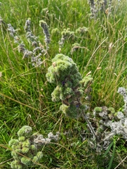 Echium vulgare