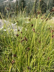 Carex microptera