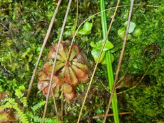 Drosera aliciae