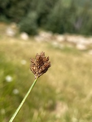 Carex microptera