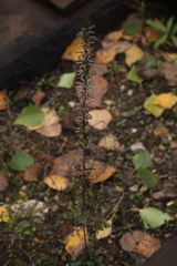 Dracocephalum thymiflorum