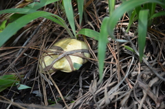 Suillus