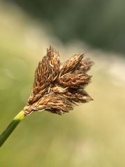 Carex microptera