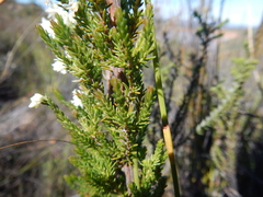 Erica leucanthera