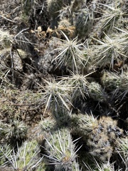 Grusonia clavata
