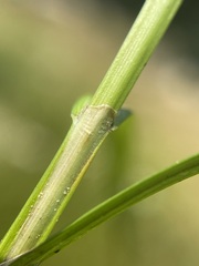 Carex microptera