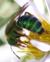 Agapostemon sericeus