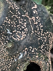 Nectria cinnabarina