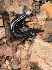 Caudata
