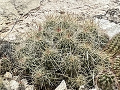 Echinocereus stramineus