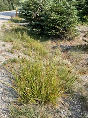 Carex microptera