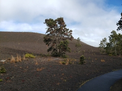Metrosideros polymorpha