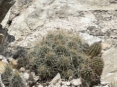 Echinocereus stramineus