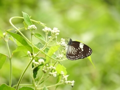 Euploea radamanthus