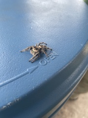 Phidippus regius