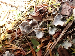 Peltigera extenuata