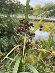 Scirpus atrovirens