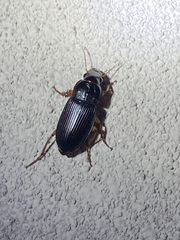 Harpalina