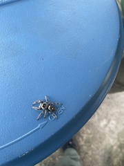 Phidippus regius