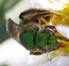 Agapostemon sericeus